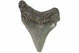 Juvenile Megalodon Tooth - Georgia #83712-1
